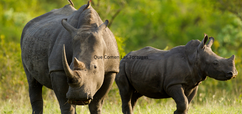 How to Breed Like the Great One Horned Rhino